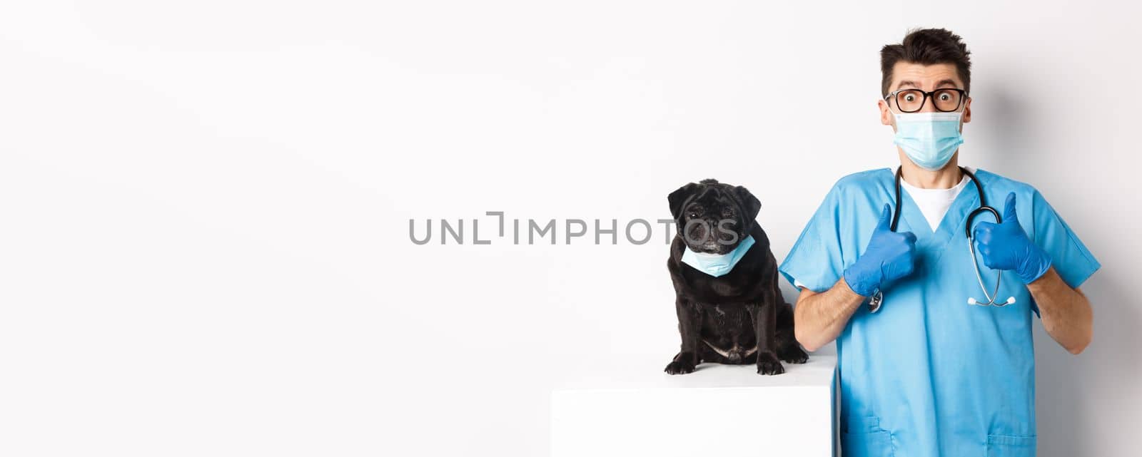 Funny black pug dog wearing medical mask, sitting near handsome veterinarian doctor showing thumbs-up, white background.