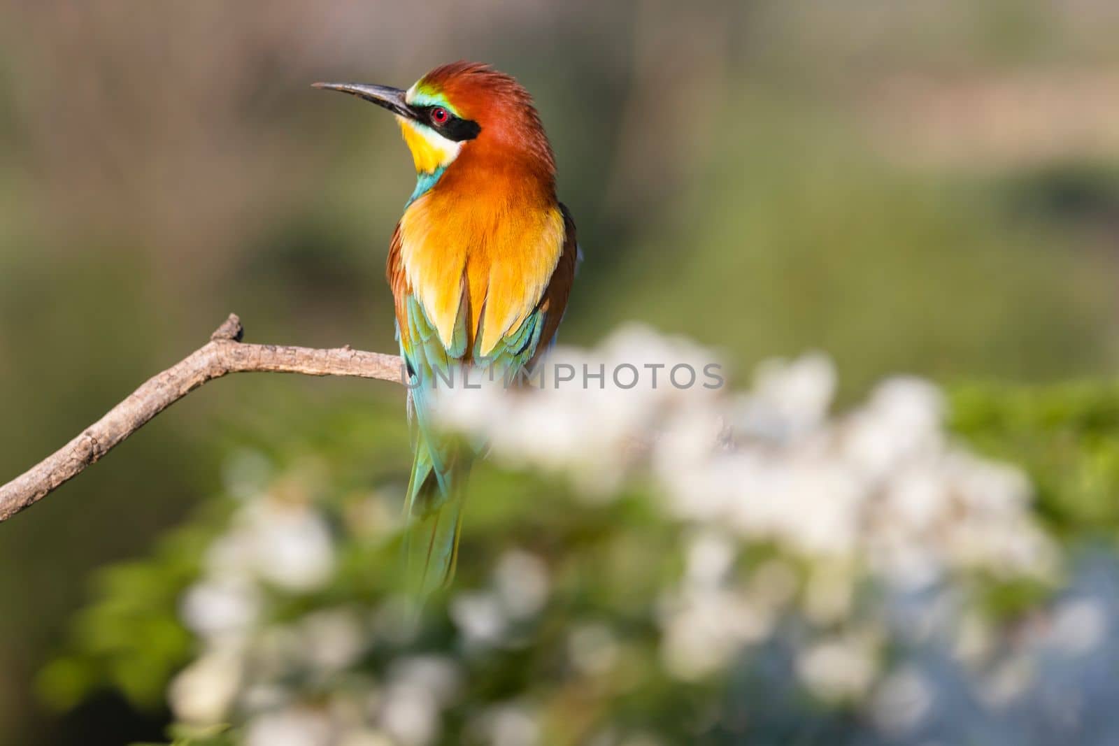 beautiful wild bird bee-eater on a flowering branch , bright shots