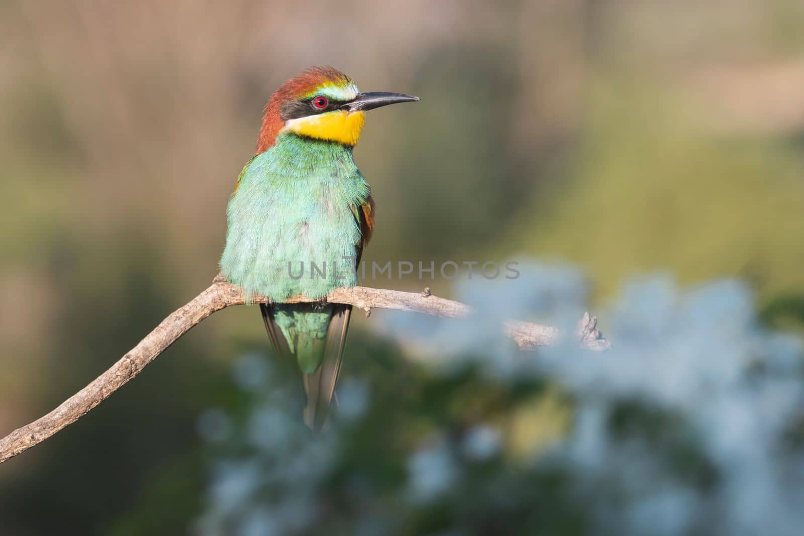 beautiful wild bird on a flowering branch , bright shots