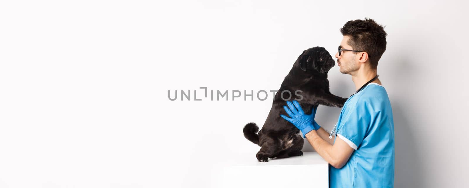 Handsome doctor veterinarian examining cute black pug dog at vet clinic, standing over white background by Benzoix