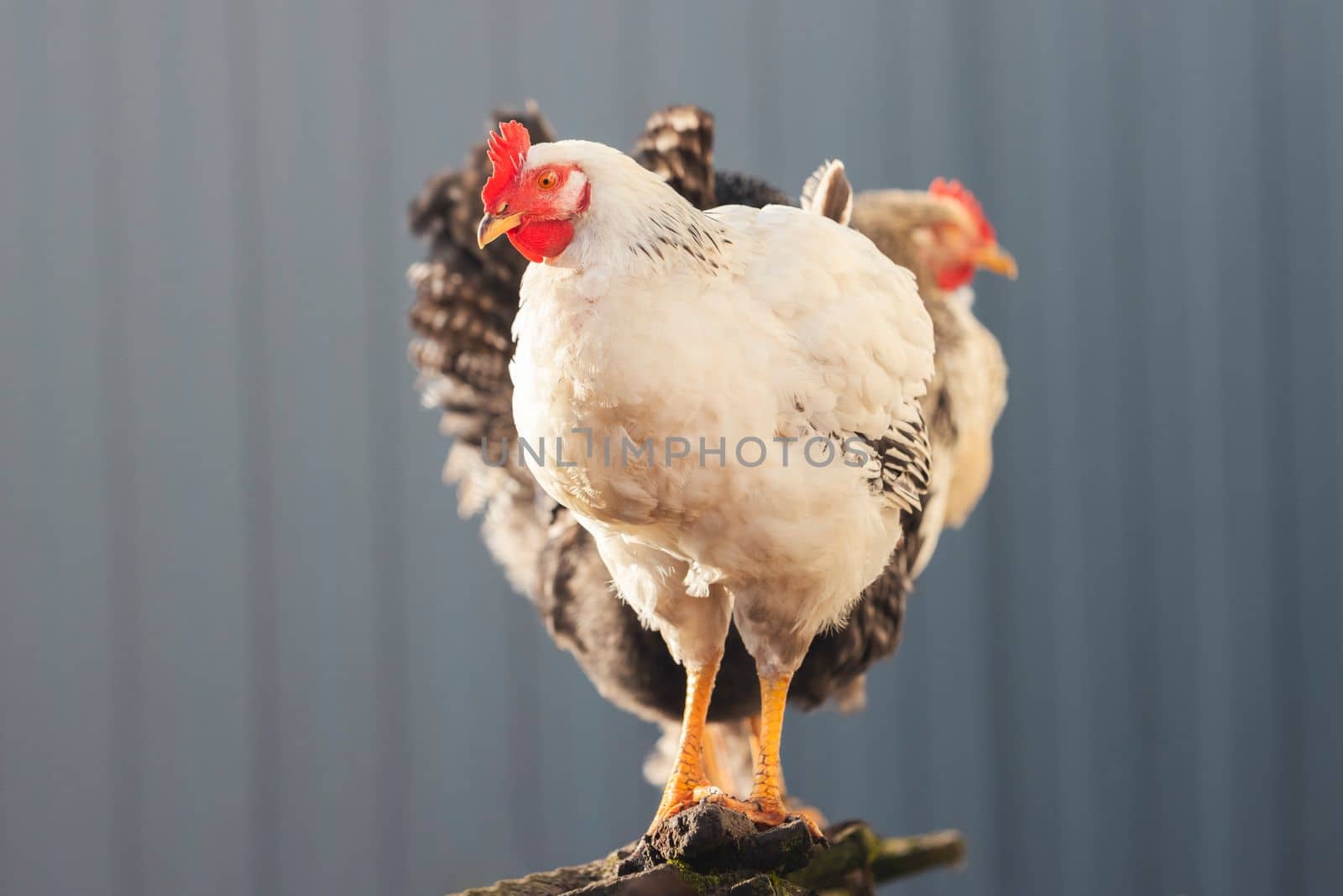 chickens on the farm stand next to each other , bright shots