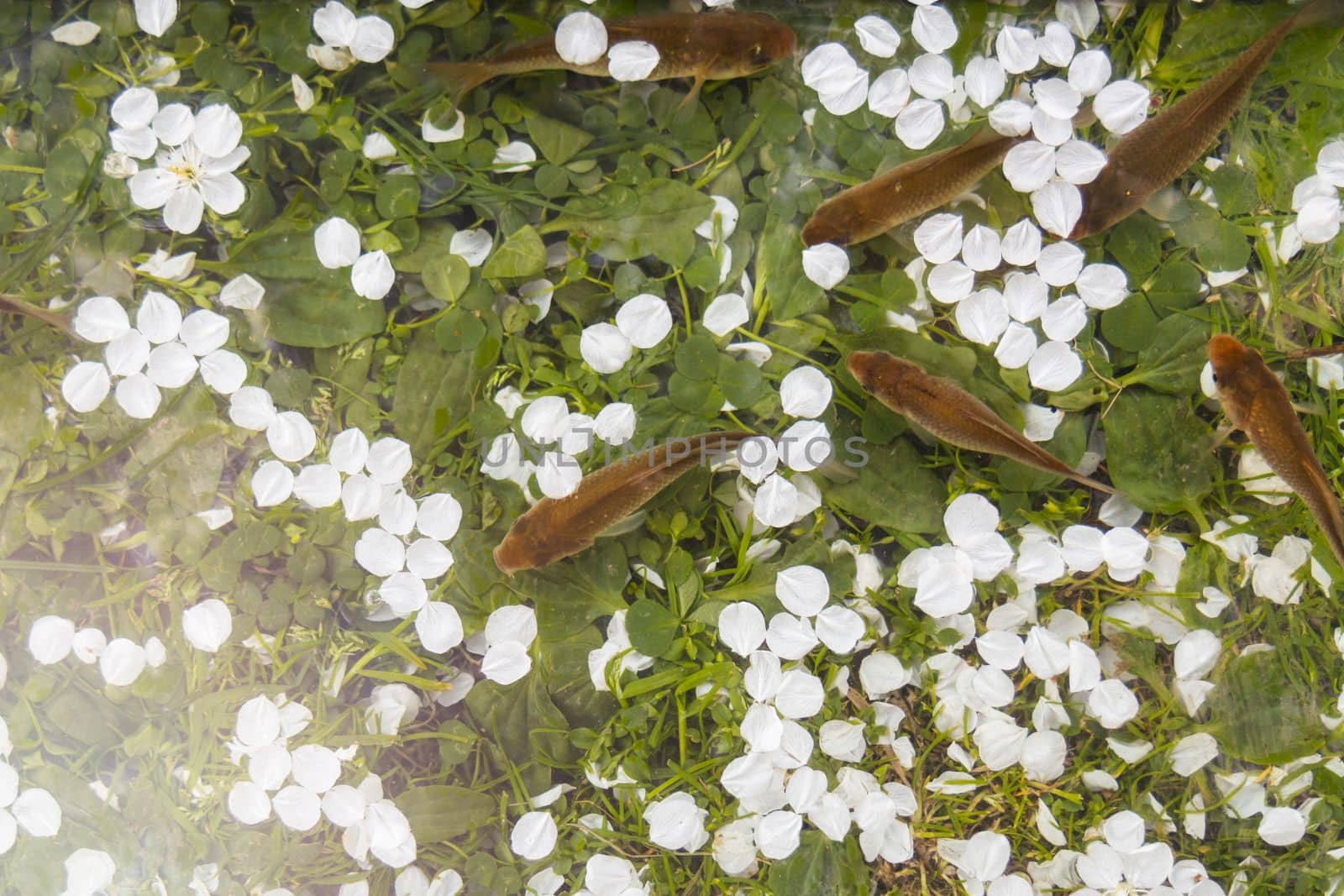 fish and petals of spring flowers top view , bright shots