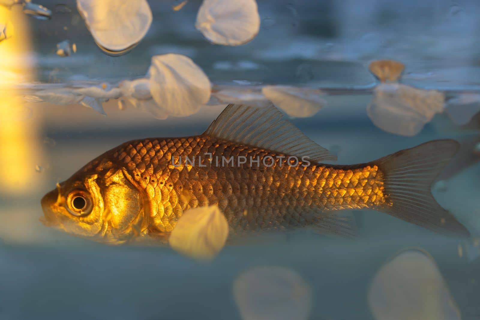 goldfish in spring water and cherry petals , bright shots