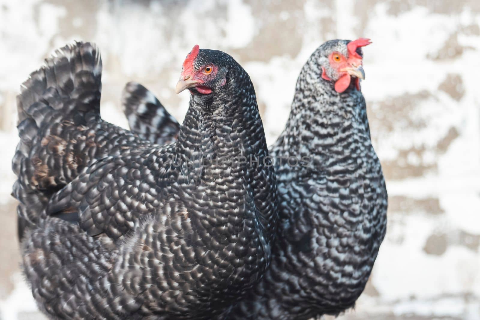pair of thoroughbred chickens with beautiful plumage , bright shots