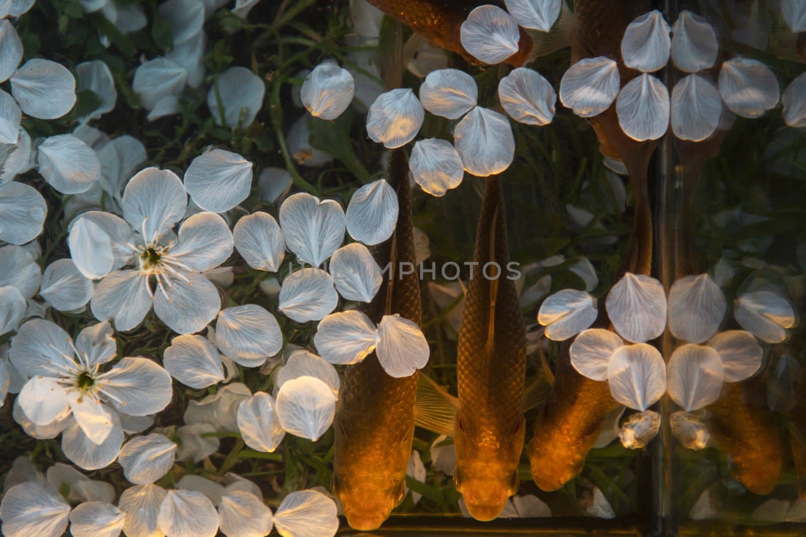 three fish in the sunset rays and petals of spring flowers top view , bright shots