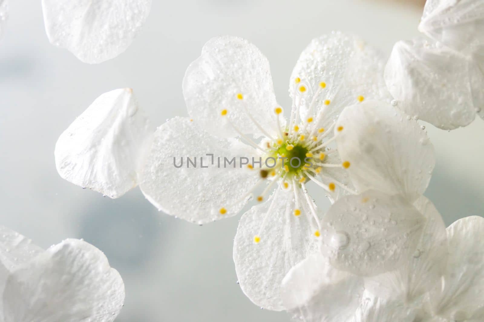 white cherry petals in water , bright shots