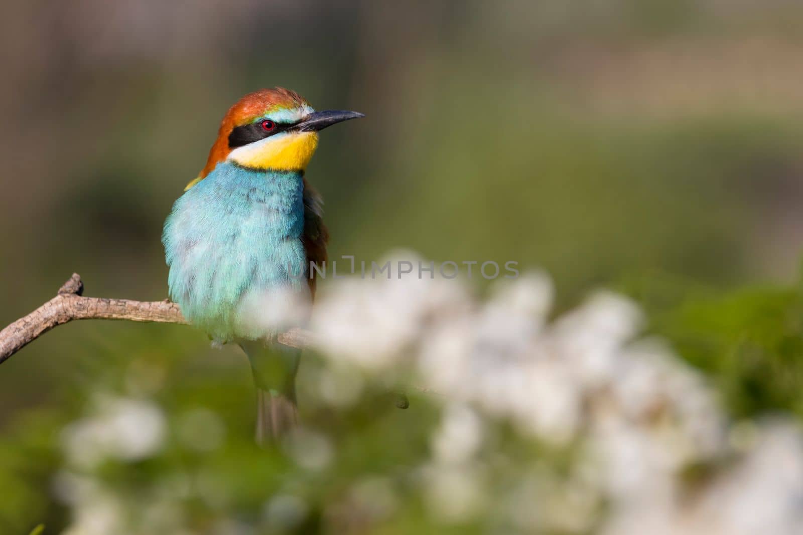 wild bird bee-eater on a flowering branch , bright shots