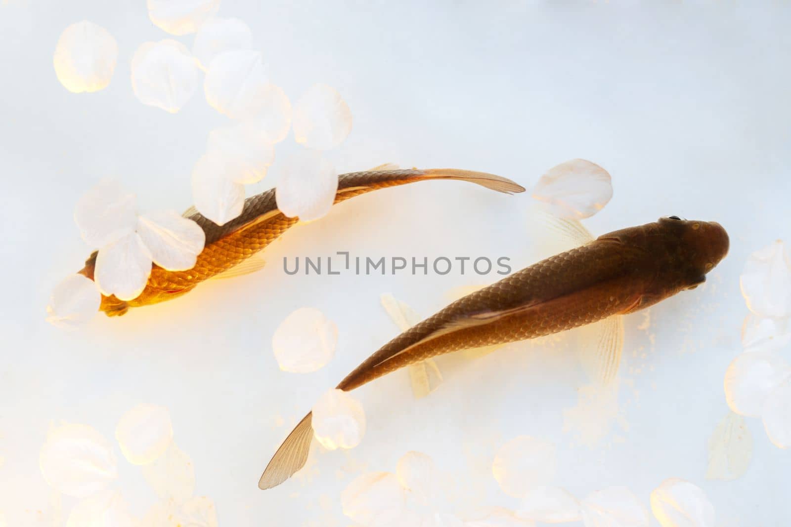 yin yang shaped fish with flower petals around , bright shots