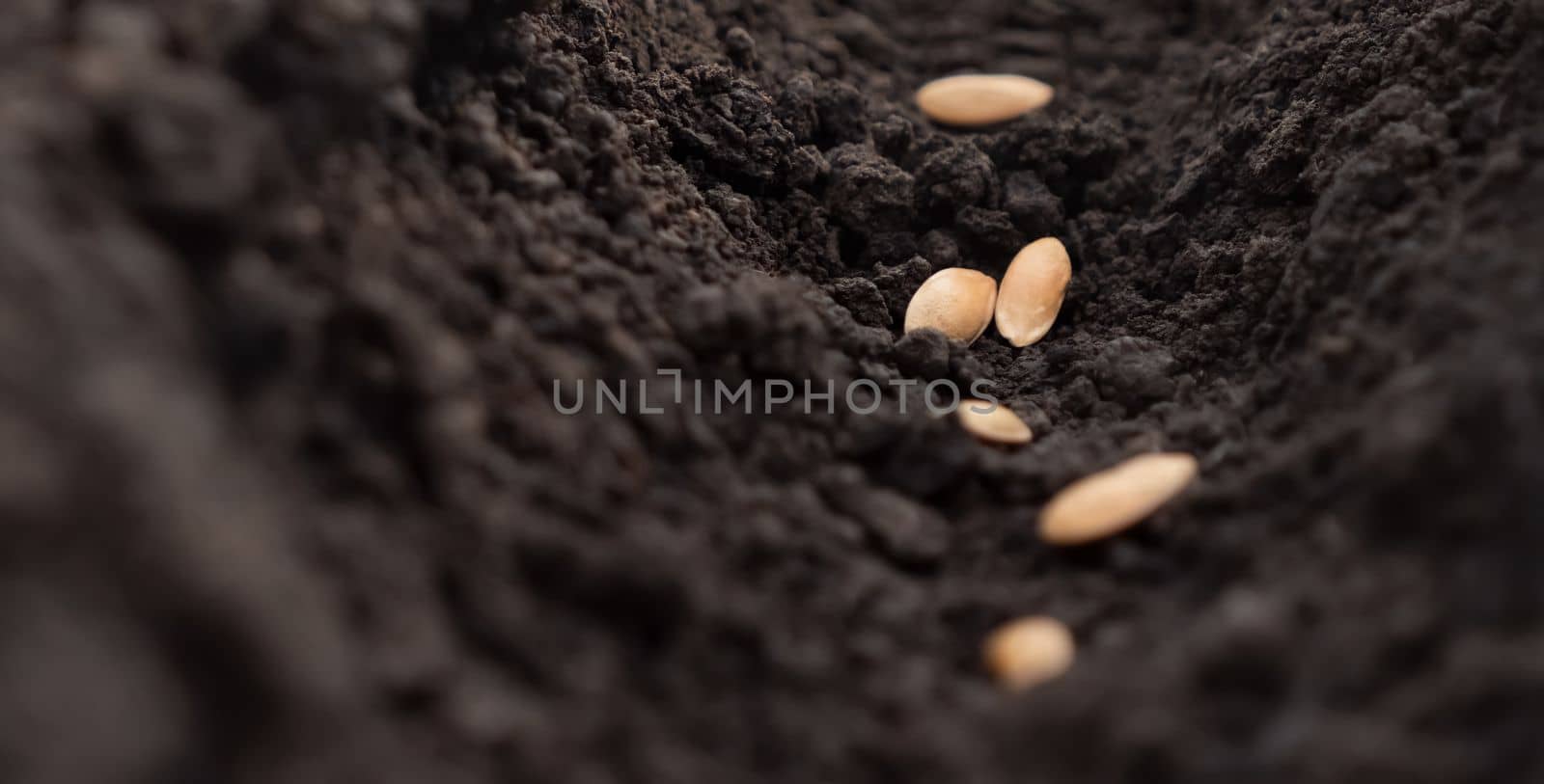 Planting concept. Melon seeds planting soil hole. Sowing seed of life plant earth closeup. Planting vegetable seeds soil ground dirt garden soil farm rows. Furrows earth garden. Agricultural concept by synel