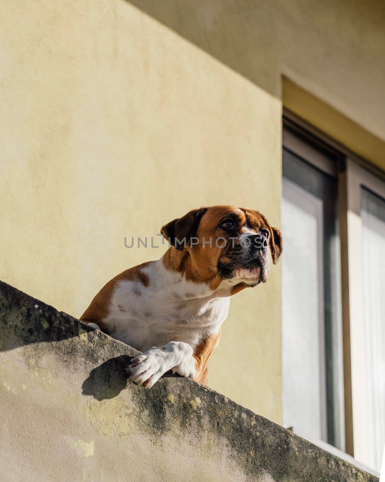 Dog standing in a window looking at the street. Espinho, Portugal.