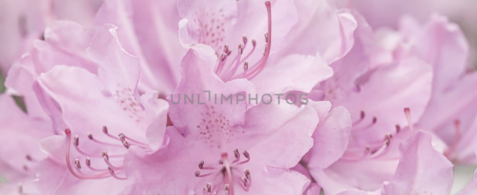 Pale pink Rhododendron flower petals. Floral background. Soft focus by Olayola