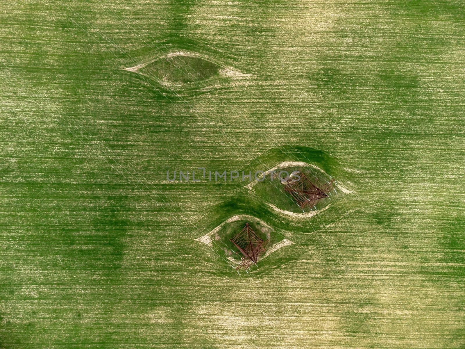 Green wheat field in countryside, close up. Field of wheat blowing in the wind at sunny spring day. Young and green Spikelets. Ears of barley crop in nature. Agronomy, industry and food production