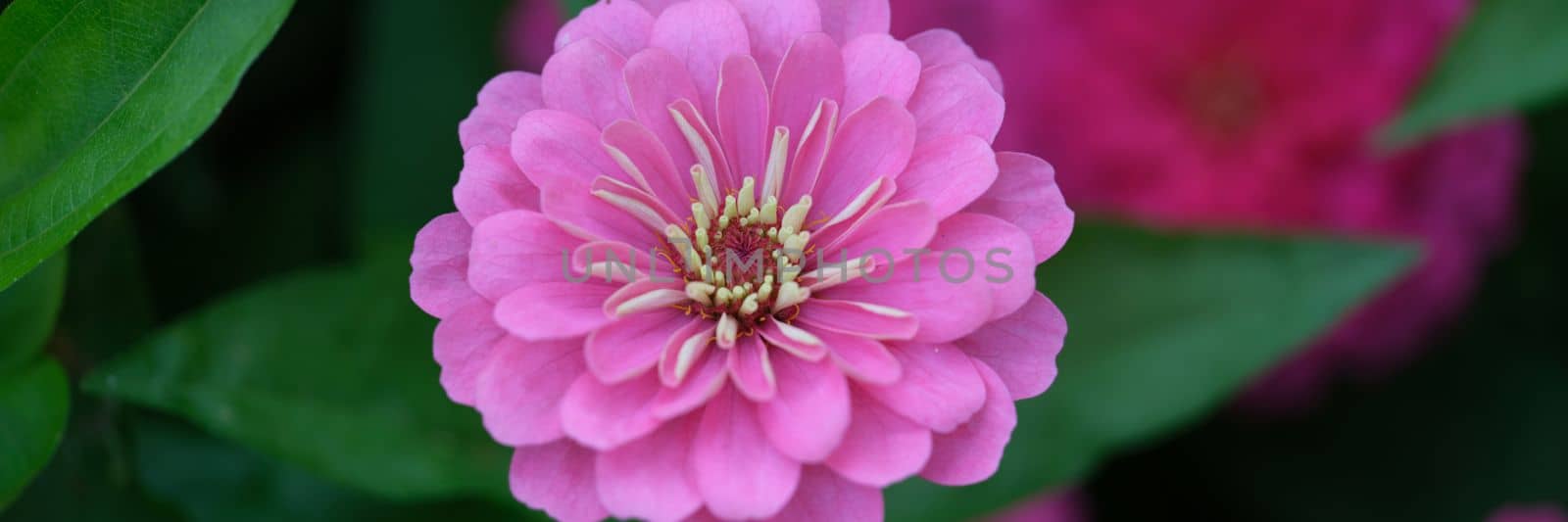 Pink dahlia flower in garden closeup. Beautiful pink flower by kuprevich