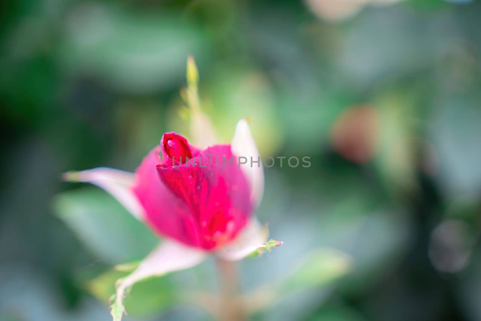 Pink Rose and Rosebuds in Garden, Close Up, Selective Focus. Rose blooms on a background of green leaves. Summer flower. Natural background. by panophotograph