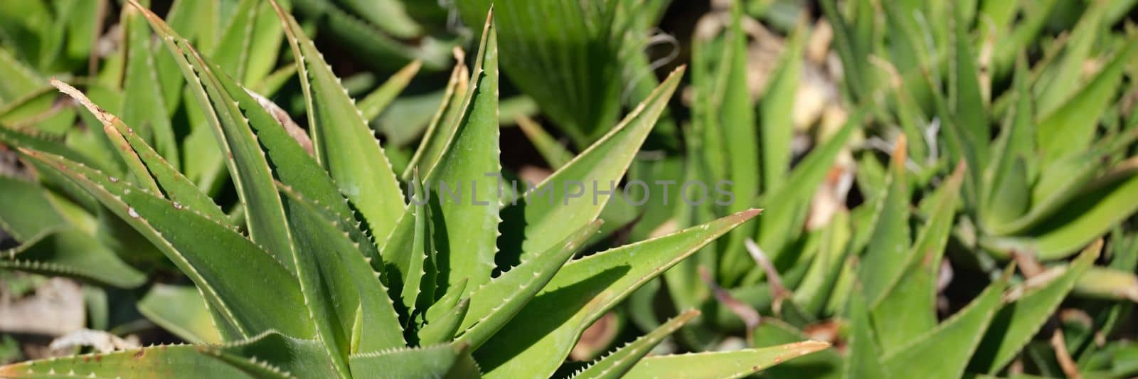 Fresh aloe vera leaf in farm garden. Green plantation concept