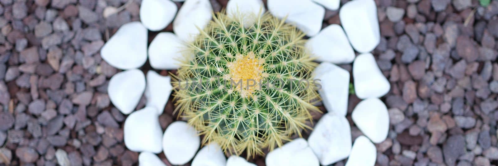 Small beautiful green cactus around white stones by kuprevich