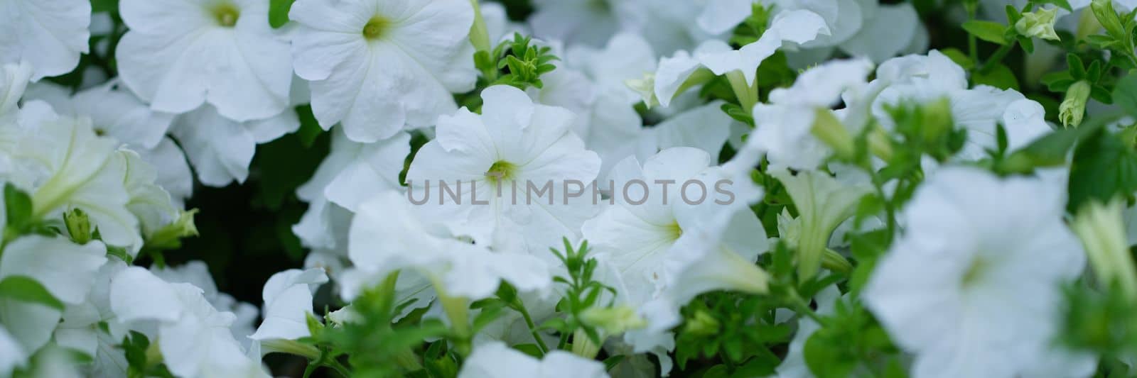 Amazing beautiful flowers white petunias in flower garden. Summer flowers in a flower bed concept