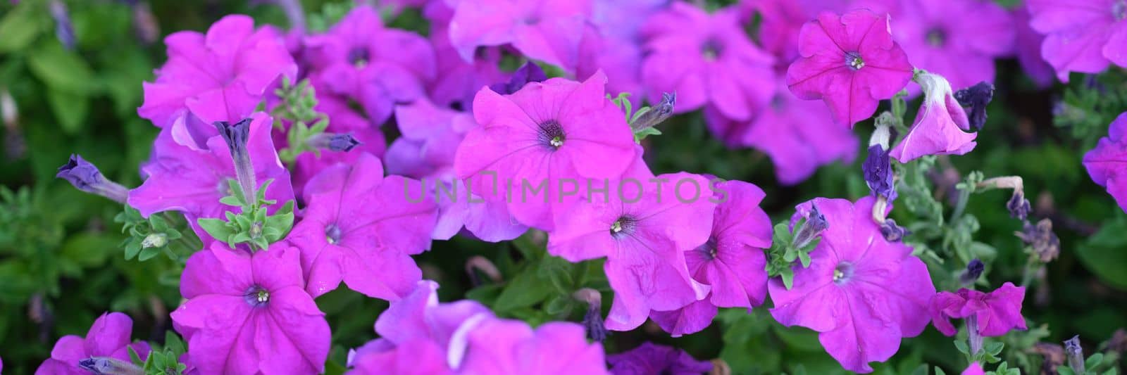 Amazing beautiful flowers purple petunias in flower garden by kuprevich