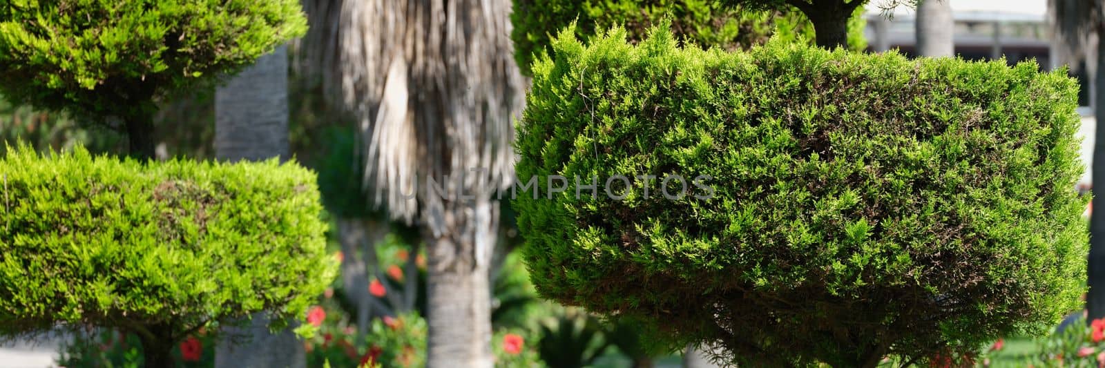 Trimmed evergreen thuja bushes in garden and green lawn in park. Beautiful landscape design concept