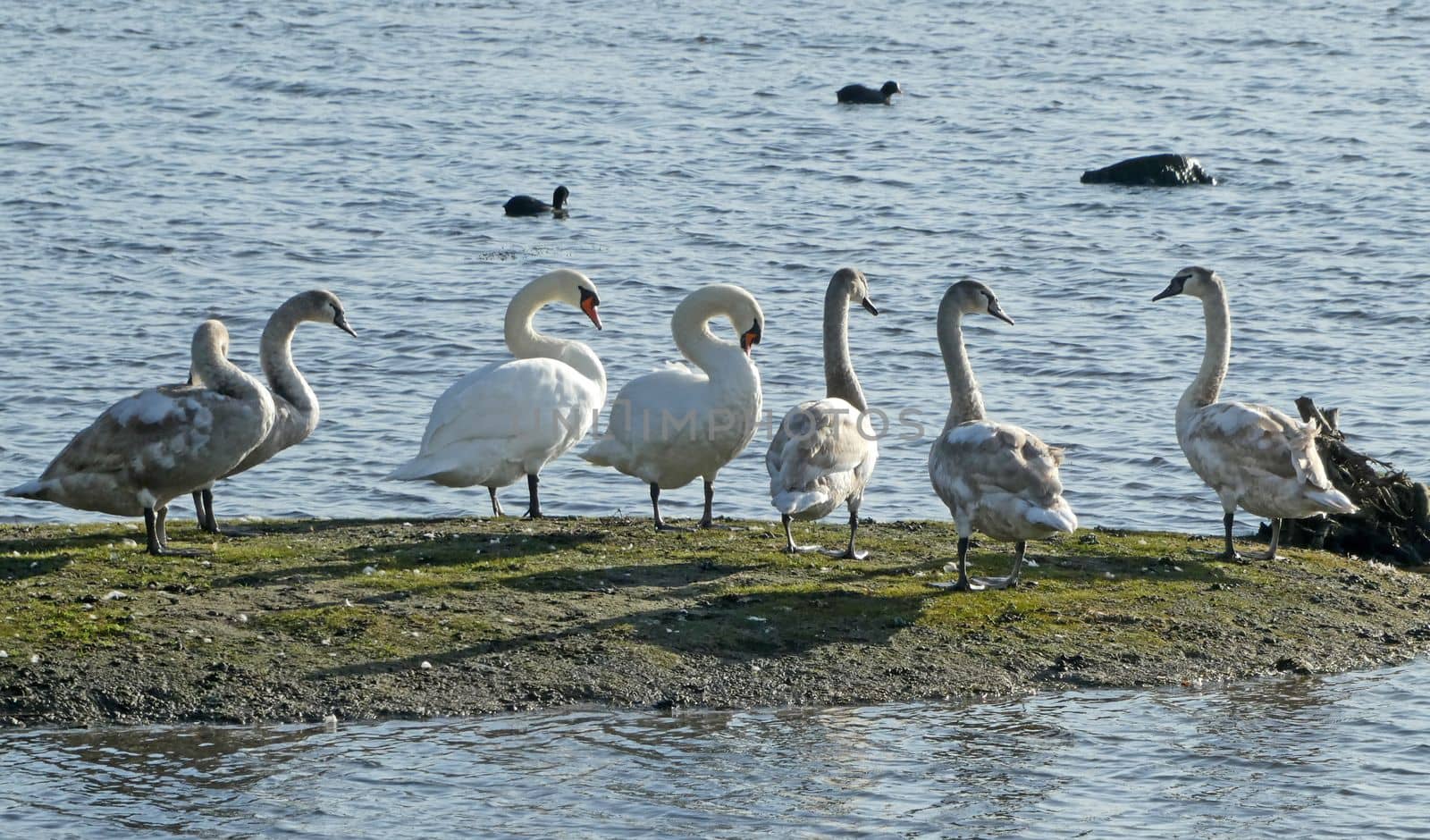 Swan family with teenagers by WielandTeixeira