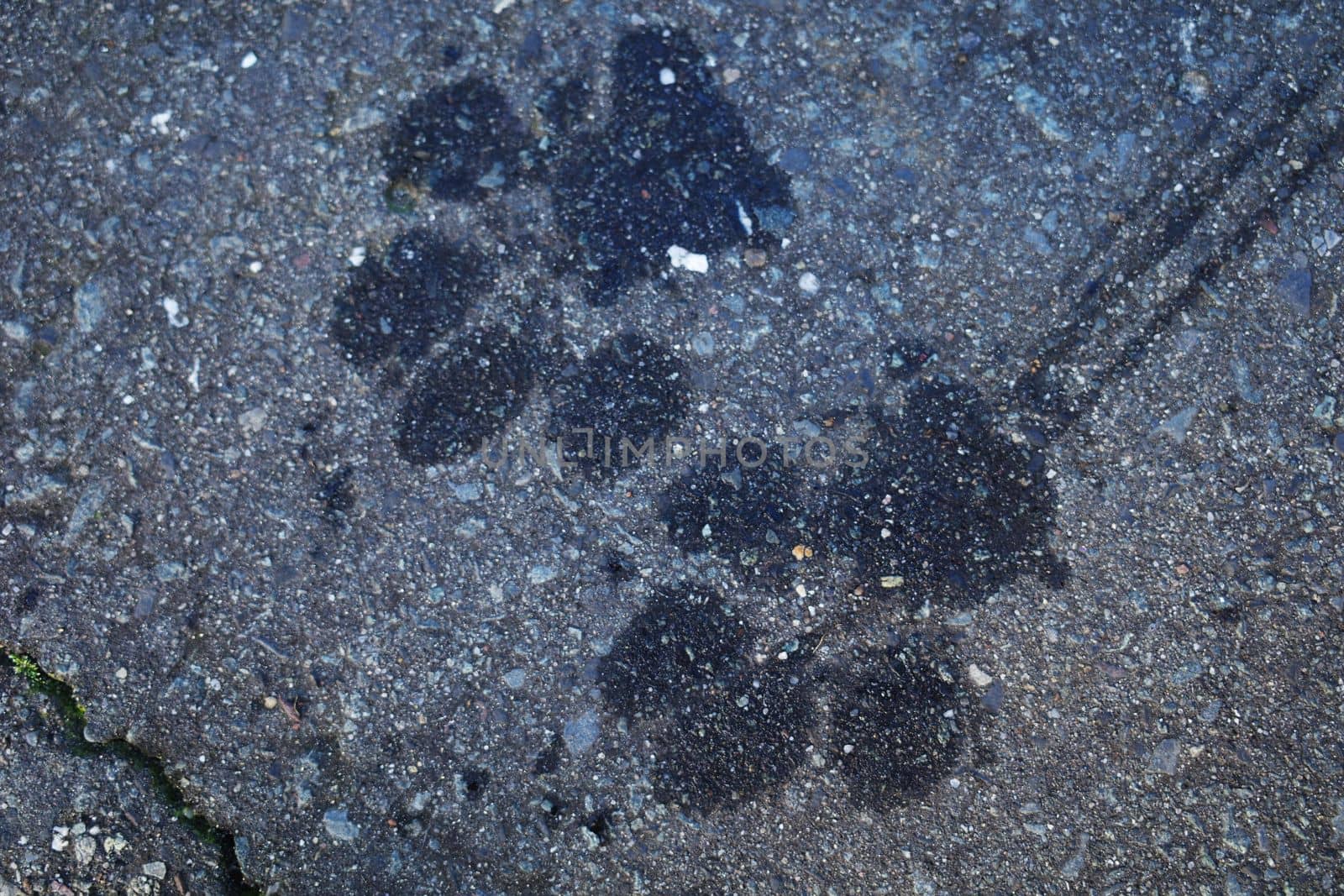 Dog footprints by WielandTeixeira