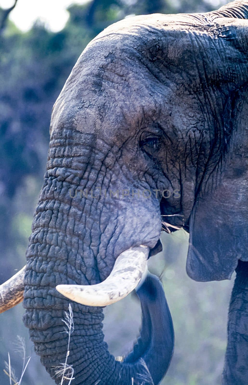 Elephant, (Loxodonta africana), Kruger National Park, Mpumalanga, South Africa, Africa
