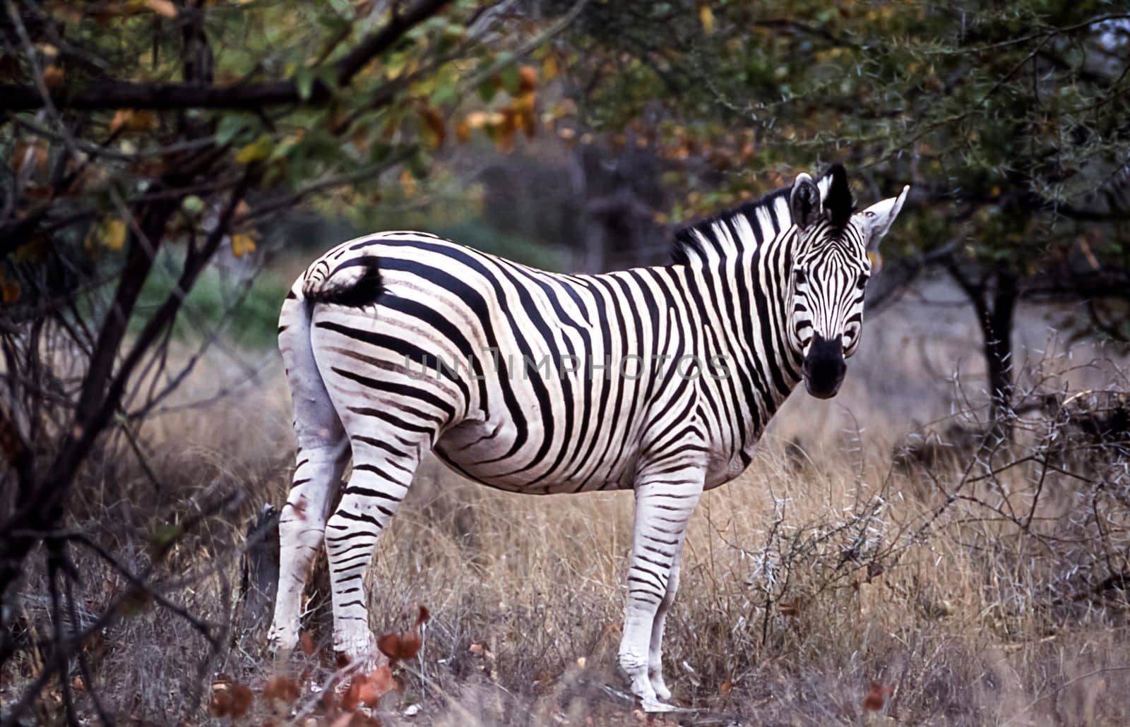 Plains Zebra, (Equus burchellii), Kruger National Park, Mpumalanga, South Africa, Africa