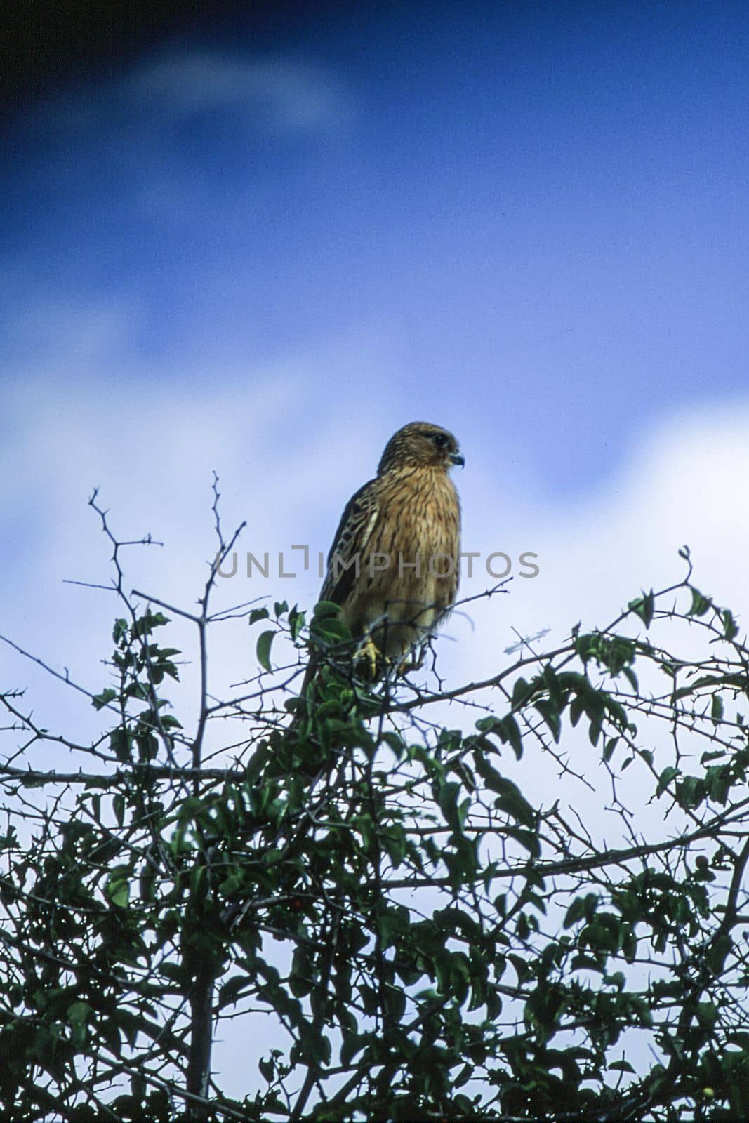 Brown Snake Eagle (Circaetus cinereus), Central Kalahari Game Reserve, Ghanzi, Botswana, Africa