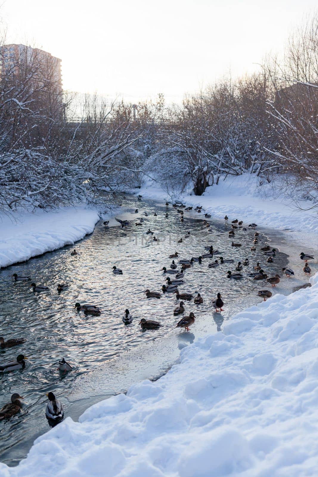 Ducks swim in the river in the city's public park in winter. Migration of birds. Ducks and pigeons in the park are waiting for food from people.