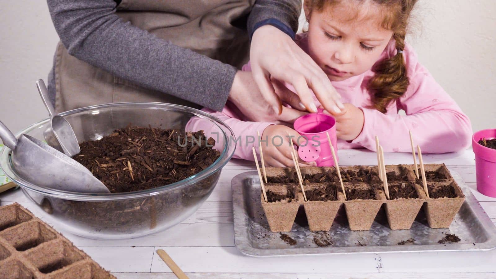 Little girl helping to plant herb seeds into small containers for a homeschool project.