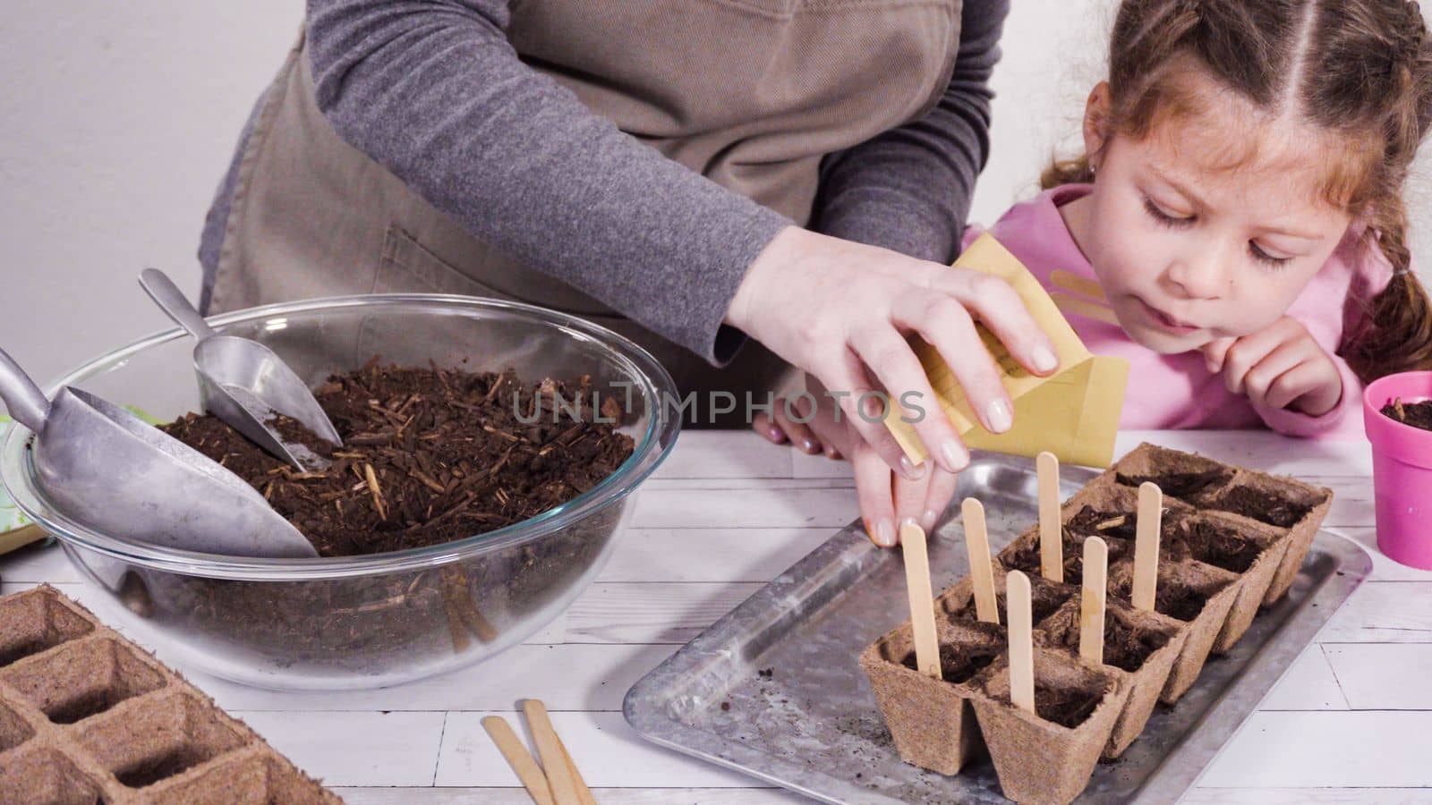 Little girl helping to plant herb seeds into small containers for a homeschool project.