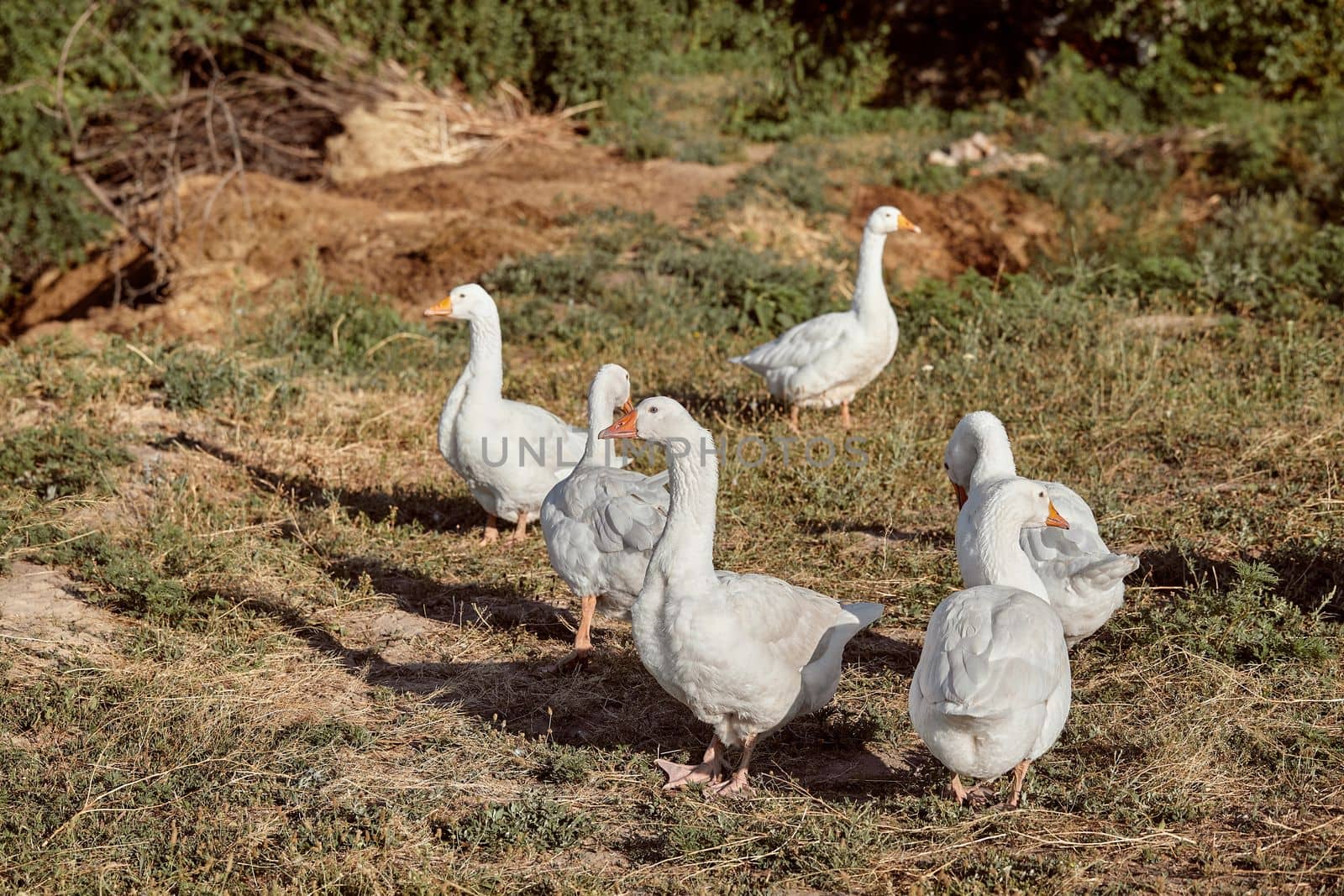 Domestic geese on a walk through the meadow. Rural landscape. White domestic Geese are walking. Goose farm. Home goose.