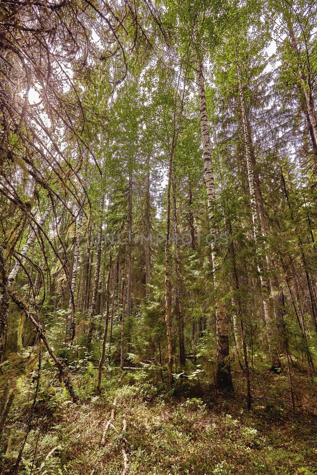 Birch trees with long shadows in summer. Forest background