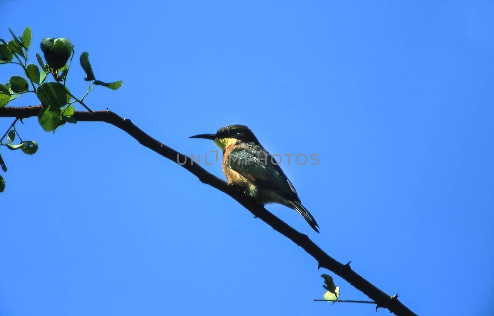 Little Bee-eater (Merops pusillus), Moremi Wildlife Reserve, Ngamiland, Botswana, Africa