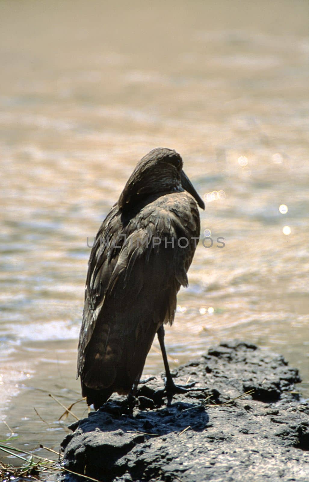 Hamerkop (Scopus umbretta), Moremi Wildlife Reserve, Ngamiland, Botswana, Africa