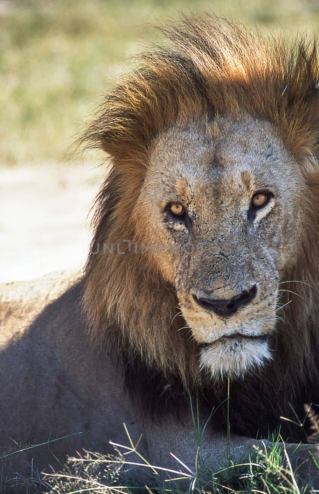 Lion (Panthera leo), Moremi Wildlife Reserve, Ngamiland, Botswana, Africa