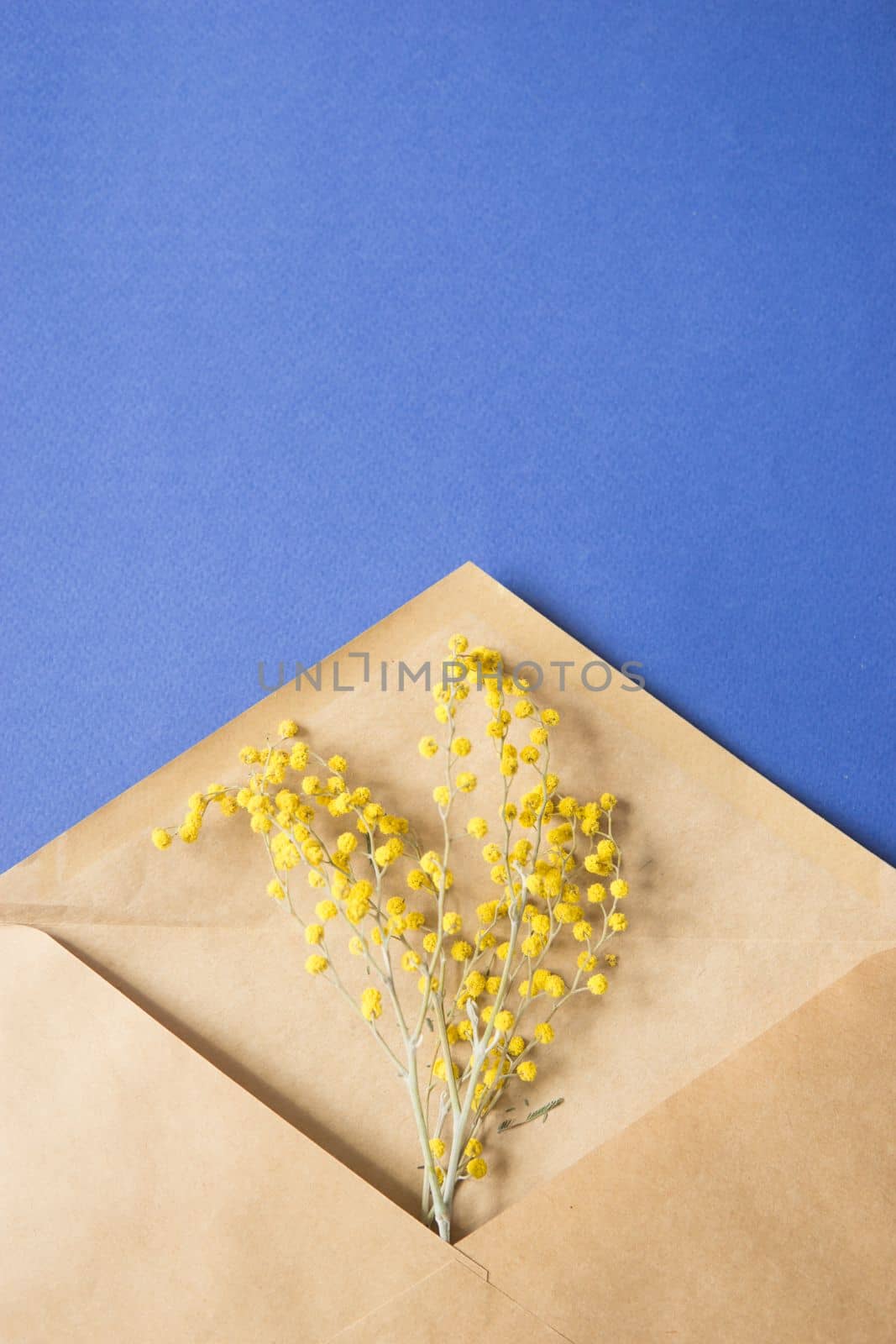 A sprig of Mimosa in a craft envelope on a blue background. Spring concept. A top view of a flat lay, place for text. by Annu1tochka