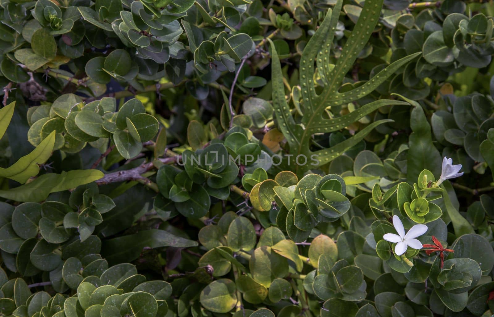 Carissa macrocarpa. white flowers and Green leaves background, Natal plum carisse, Shrub native to South africa, Selective focus.