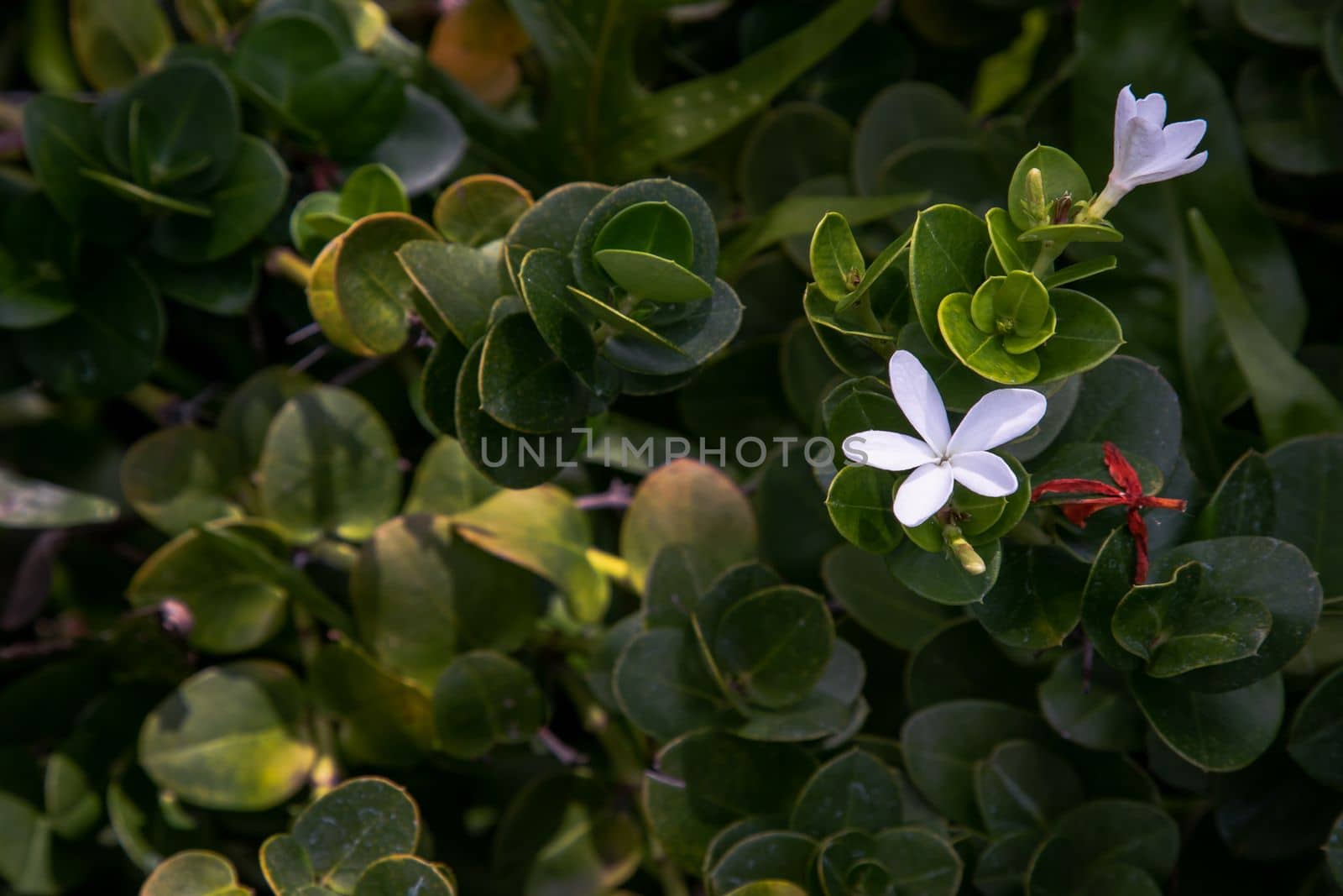 Carissa macrocarpa. white flowers and Green leaves background, Natal plum carisse, Shrub native to South africa, Selective focus.
