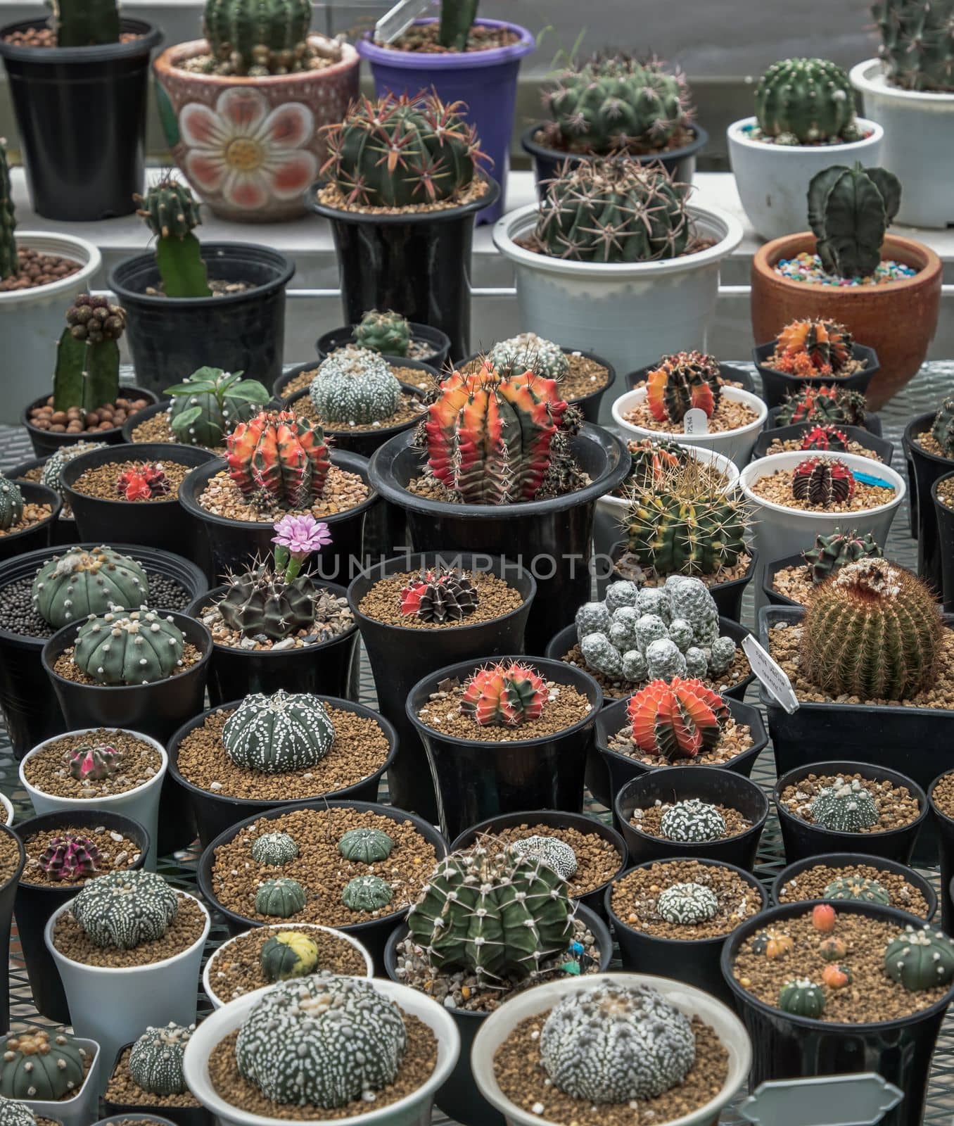 Many small beautiful cactus with feathers planted in different shapes and different colors growing in pots. Selective focus.