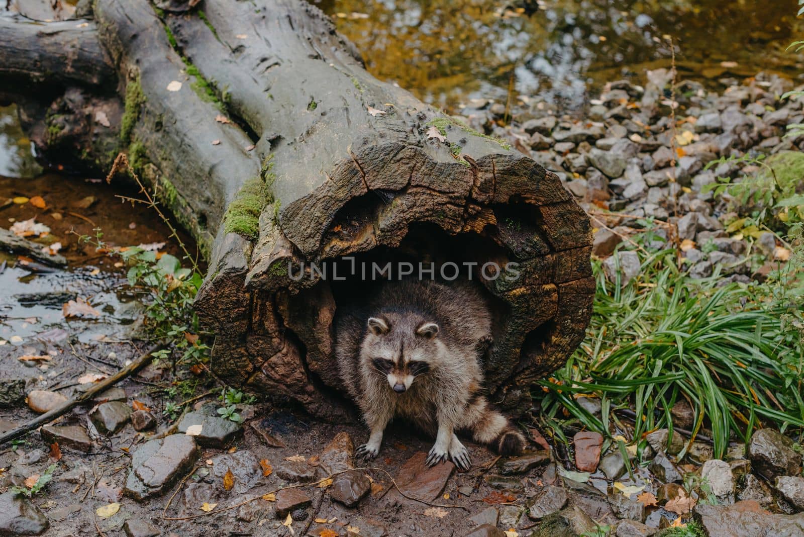 Gorgeous raccoon cute peeks out of a hollow in the bark of a large tree. Raccoon (Procyon lotor) also known as North American raccoon sitting hidden in old hollow trunk. Wildlife scene. Habitat North America, expansive in Europe, Asia.