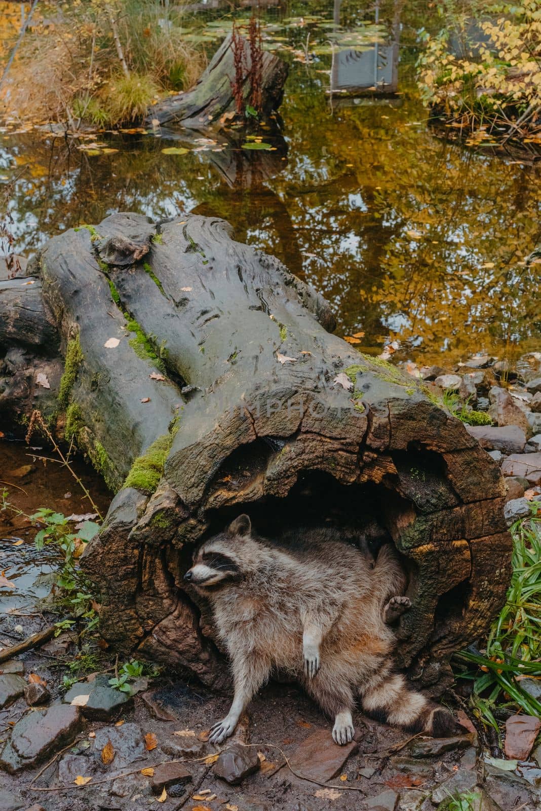 Gorgeous raccoon cute peeks out of a hollow in the bark of a large tree. Raccoon (Procyon lotor) also known as North American raccoon sitting hidden in old hollow trunk. Wildlife scene. Habitat North America, expansive in Europe, Asia. by Andrii_Ko