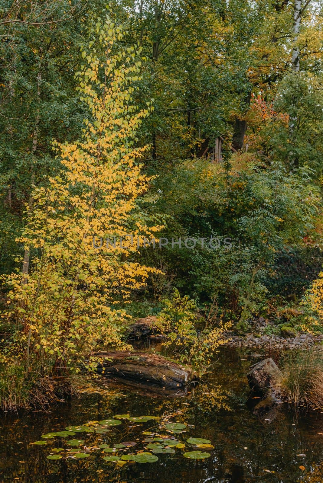 The autumn foliage of the trees is reflected in the pond. Autumn pond trees. Autumn trees reflection in water. Autumn nature landscape.