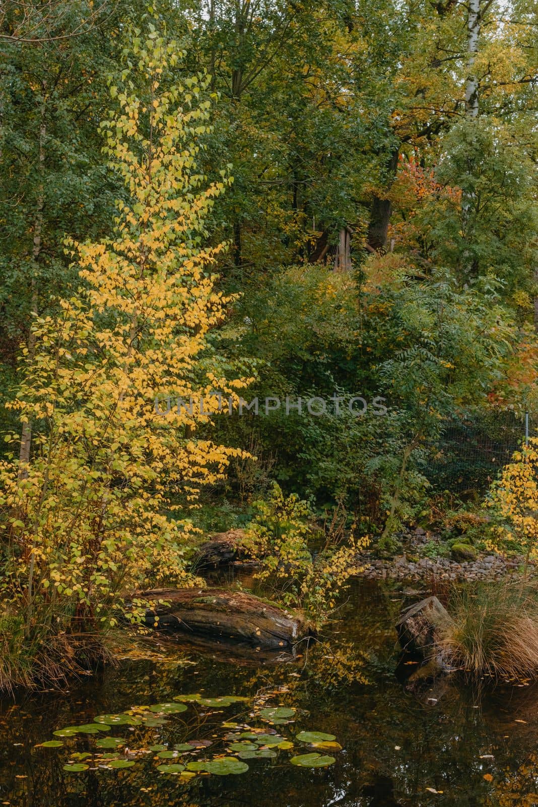 The autumn foliage of the trees is reflected in the pond. Autumn pond trees. Autumn trees reflection in water. Autumn nature landscape by Andrii_Ko