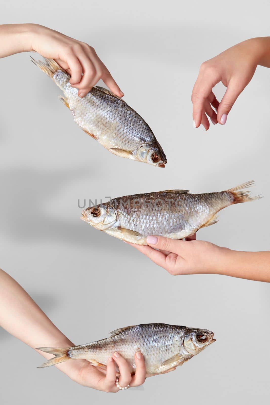 Female hands holding dried salted roach on gray background. Popular natural organic fish snacks