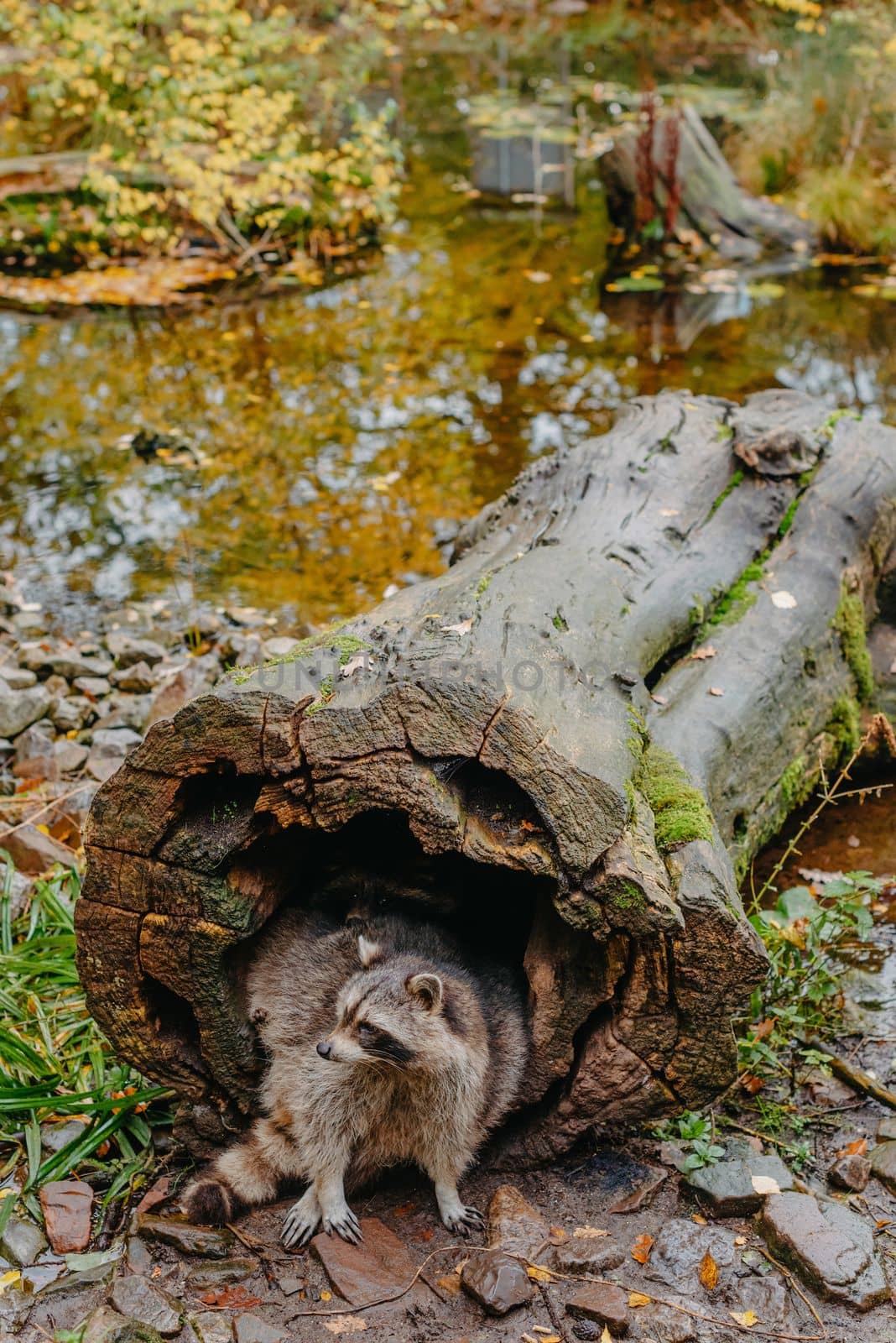 Gorgeous raccoon cute peeks out of a hollow in the bark of a large tree. Raccoon (Procyon lotor) also known as North American raccoon sitting hidden in old hollow trunk. Wildlife scene. Habitat North America, expansive in Europe, Asia.