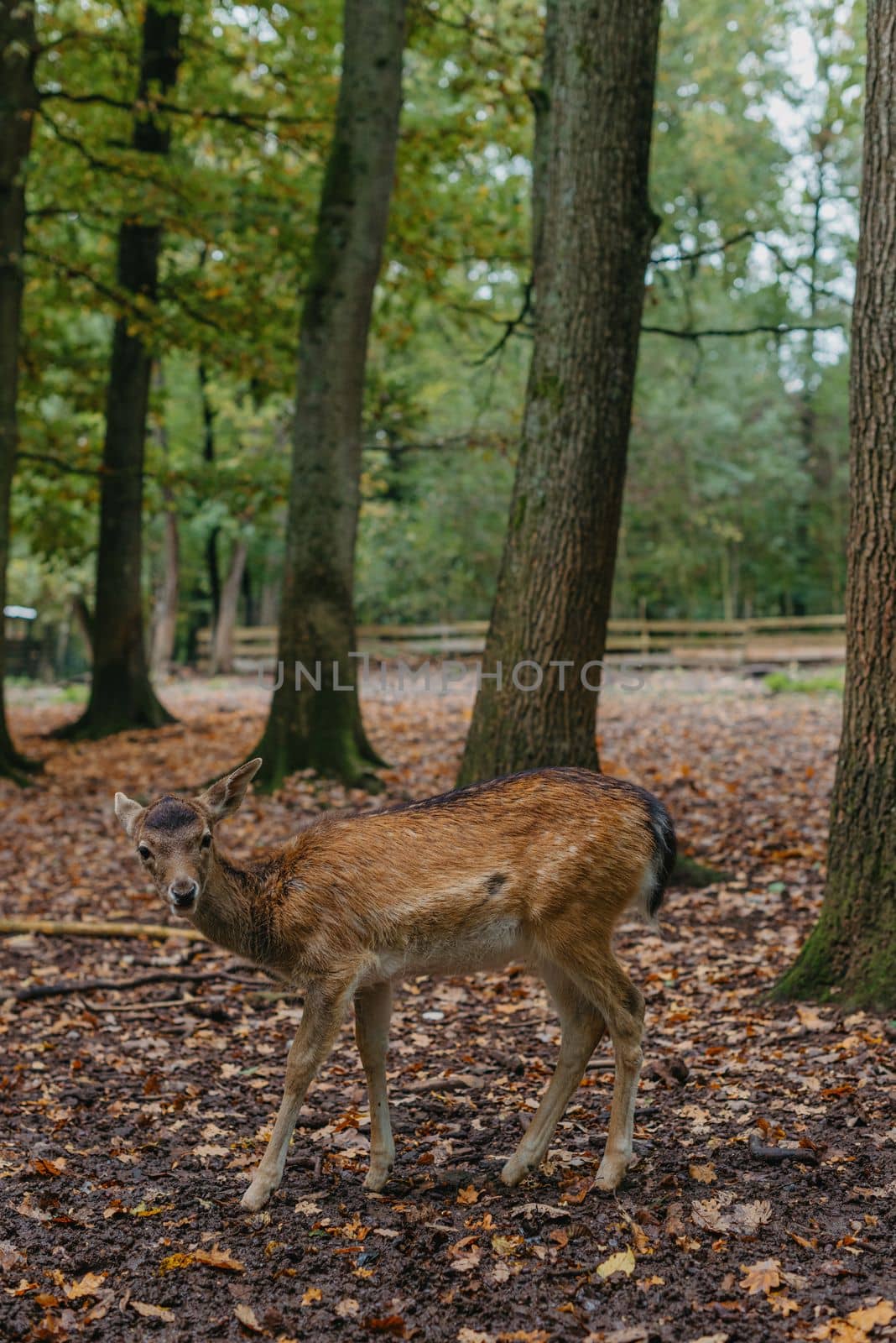 Female Red deer stag in Lush green fairytale growth concept foggy forest landscape image