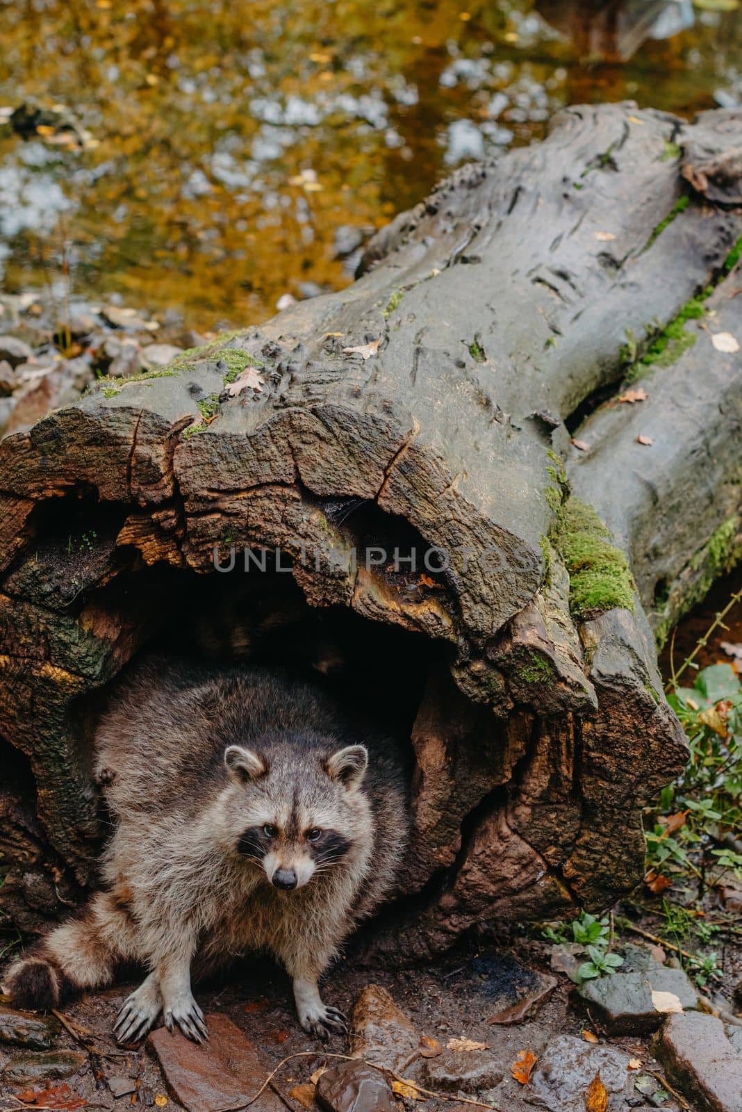 Gorgeous raccoon cute peeks out of a hollow in the bark of a large tree. Raccoon (Procyon lotor) also known as North American raccoon sitting hidden in old hollow trunk. Wildlife scene. Habitat North America, expansive in Europe, Asia.