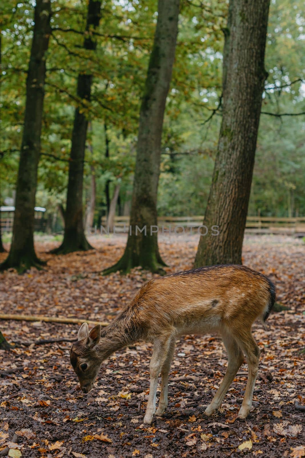 Female Red deer stag in Lush green fairytale growth concept foggy forest landscape image by Andrii_Ko