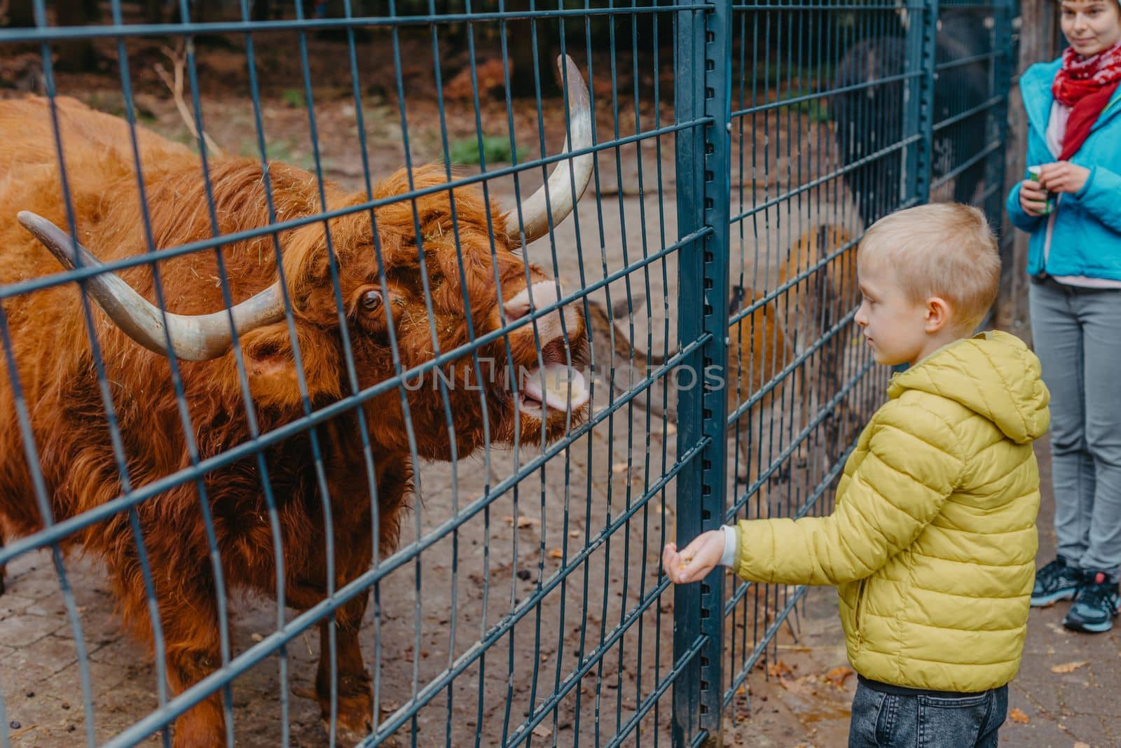 outdoor portrait of kids taking care and feeding a cow on a farm. boy in zoo feeds buffalo by Andrii_Ko